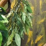 Chameleon