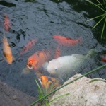 Fishes