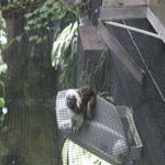Marmoset