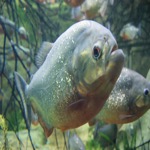 Piranha